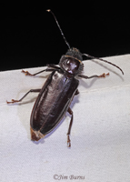 Longhorn Beetle (Enaphalodes hispicornis)