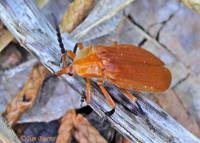 Net-winged Beetle (Lycus lecontei), Chiricahua Mts., Arizona--9914