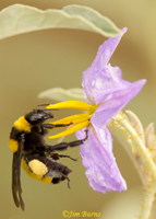 Sonoran Bumble Bee, Gilbert Riparian Area, Arizona--6478