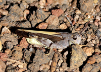 Speckled Rangeland Grasshopper, White Mtns., Arizona--6577