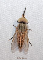 Striped Horse Fly