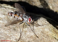 Tachinid Fly (Zelia vertebrata), East Verde River, Arizona--0272