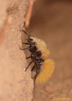 Yellow Velvet Ant (Dasymtilla bioculata), Salt River, Arizona--8933