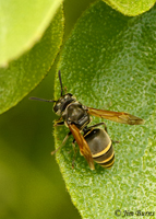 Mexican Honey Wasp (Brachygastra mellifica), Hidalgo County, Texas--2025