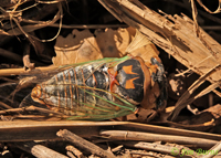 Silver-bellied Cicada (Tibicen cultriformis), Santa Cruz Co., Arizona--4155