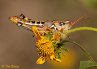 Walsh's Short-wing Grasshopper (Melanoplus walshii), Chiricahua Mountains, Arizona--4680
