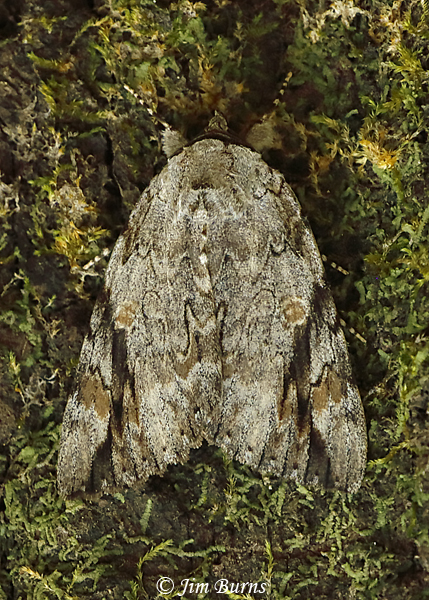 Sad Underwing Moth, Oklahoma--5651