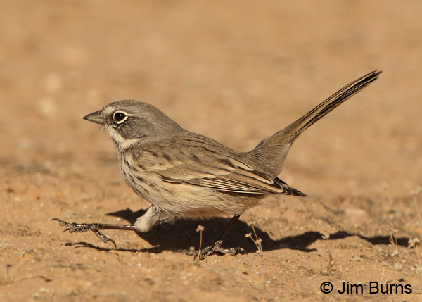 Sagebrush Sparrow desert runner