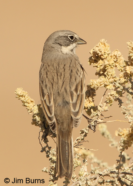 Sagebrush Sparrow dorsal view