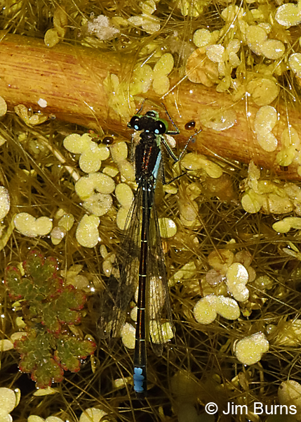 San Francisco Forktail male on stick, Sonoma Co., CA, June 2018--9594