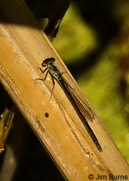 San Francisco Forktail female on dead reed, Sonoma Co., CA, June 2018--9911