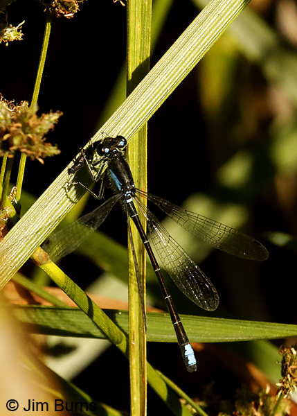 San Francisco Forktail male in reeds, Sonoma Co., CA, June 2018--9924