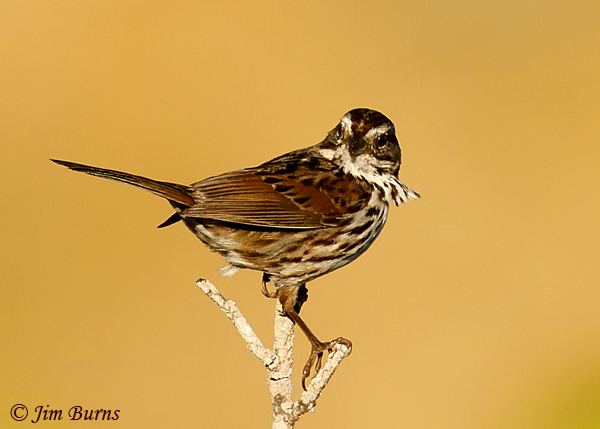 Savannah Sparrow, dark Beldingi race of Southern California coastal marshes--3257