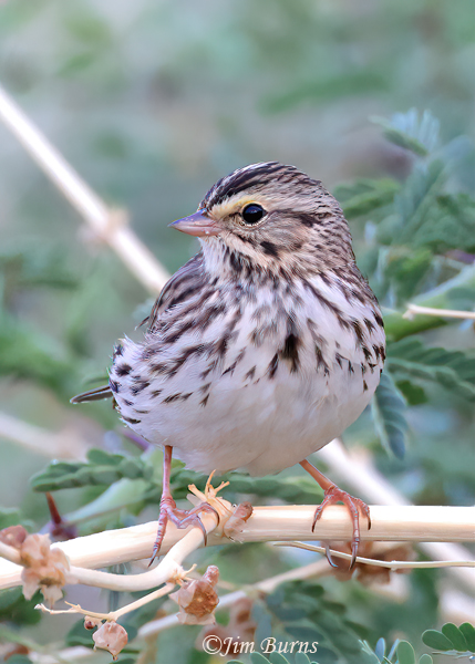 Savannah Sparrow--9435