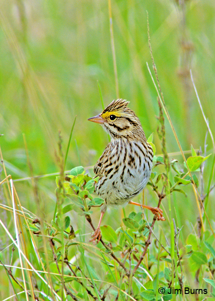 Savannah Sparrow in grass