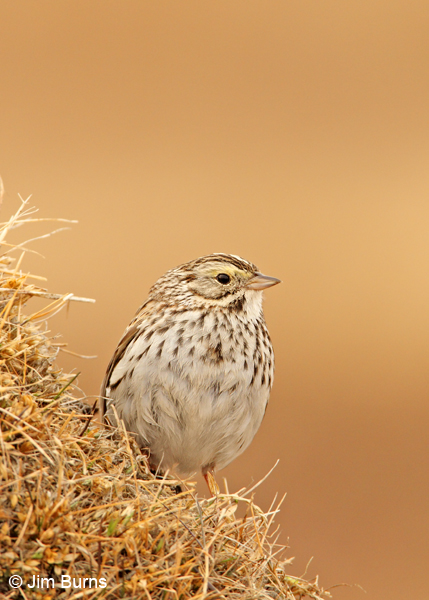 Savannah Sparrow on tundra