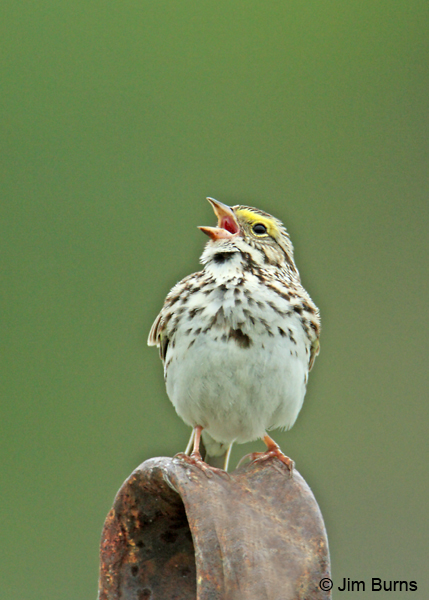 Savannah Sparrow singing