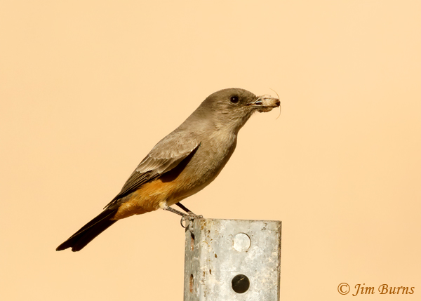 Say's Phoebe with moth #2--0113
