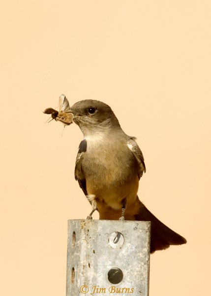 Say's Phoebe with moth--0160