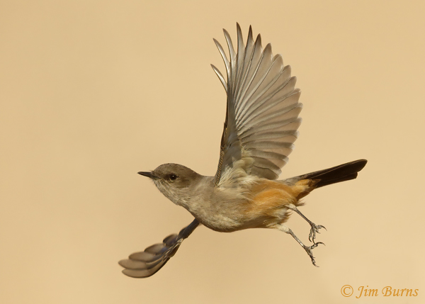Say's Phoebe in flight ventral view #2--0402