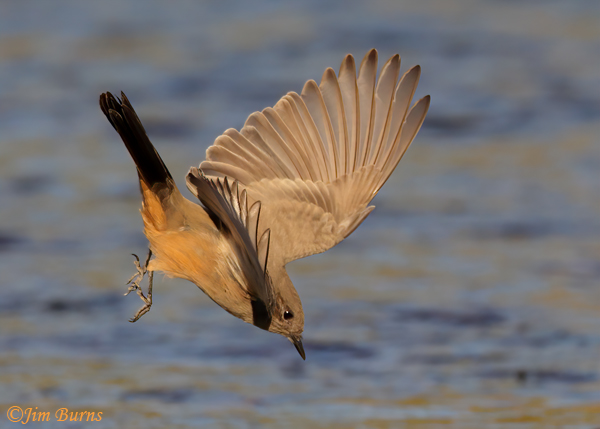 Say's Phoebe in flight diving on insect--8188