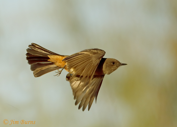 Say's Phoebe in flight dorsal wing--9835