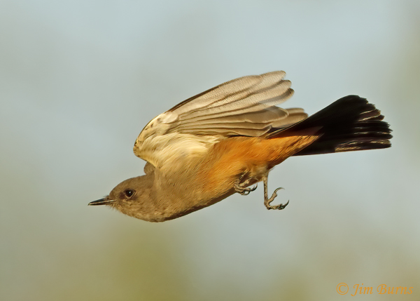 Say's Phoebe in flight ventral wing--9861