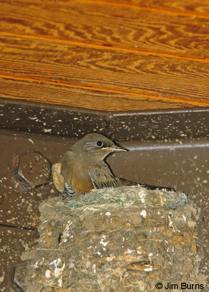 Say's Phoebe juvenile at nest