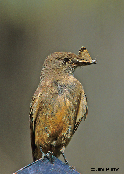 Say's Phoebe juvenile with moth