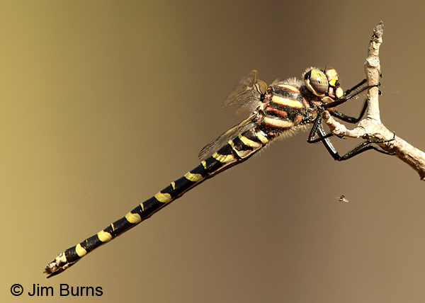 Say's Spiketail female with bee, Clay Co., FL, March 2017