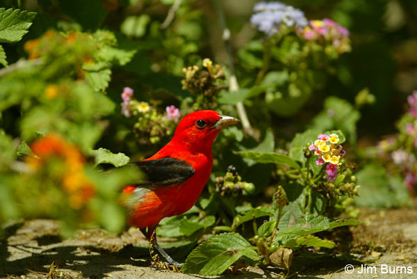 Scarlet Tanager male in Lantana