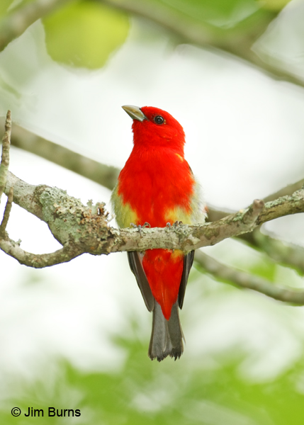 Scarlet Tanager male first spring