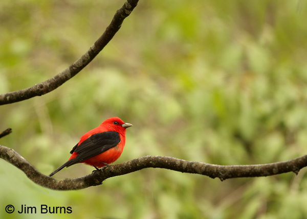 Scarlet Tanager male in forest