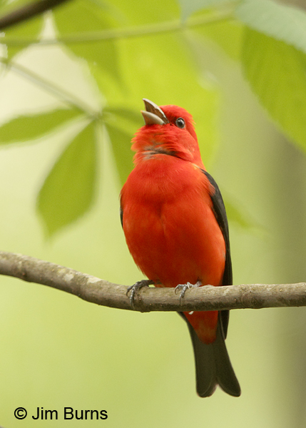 Scarlet Tanager male singing