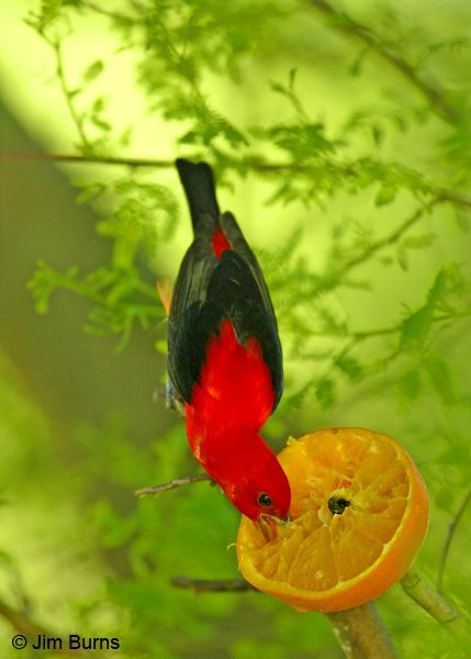 Scarlet Tanager male on orange