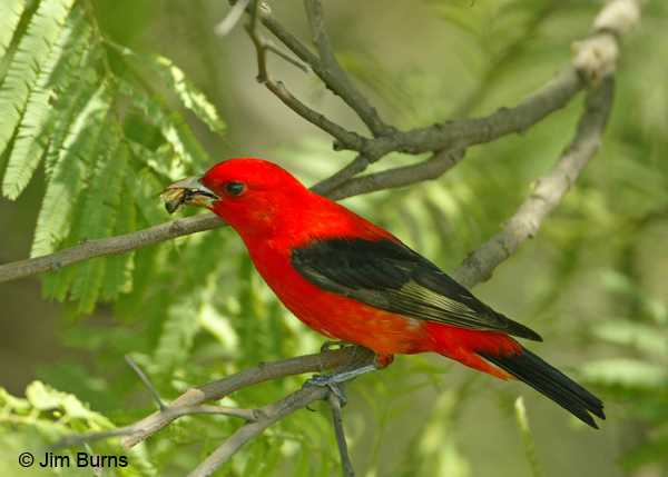 Scarlet Tanager male with wasp