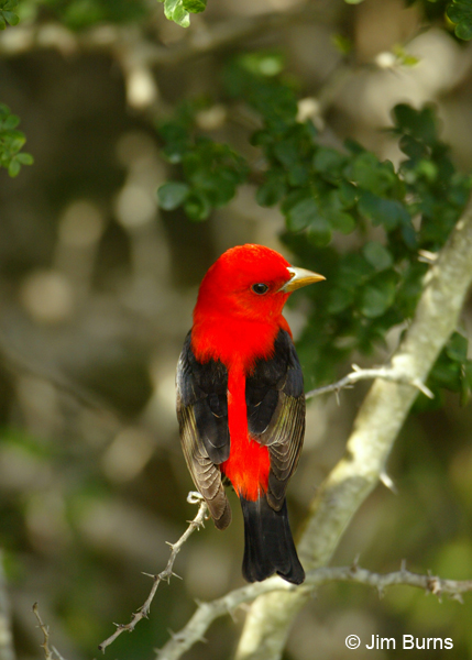 Scarlet Tanager male dorsal view