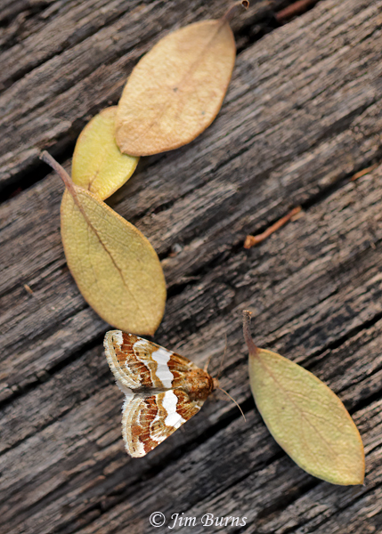 Schinia argentifascia in leaves, Arizona--5984