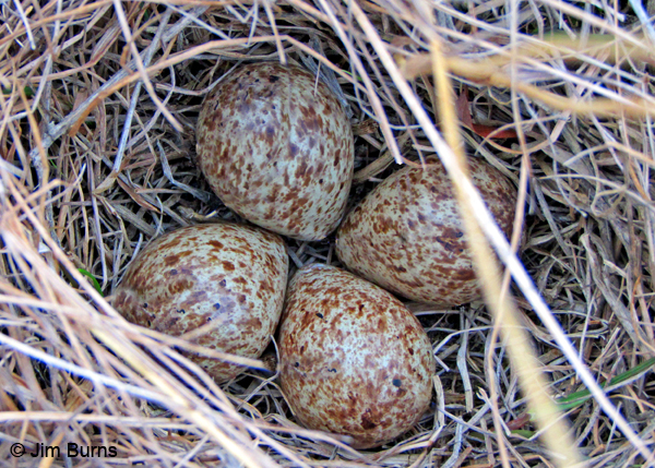 Semipalmated Sandpiper nest with eggs