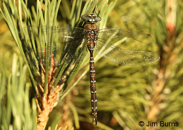 Shadow Darner male dorsal view, Deschutes Co., OR, August 2015