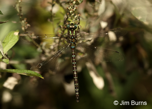 Shadow Darner male dorsal view, Hennepin Co., MN, September 2016