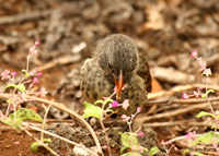 Sharp-beaked Ground Finch eating flower petals