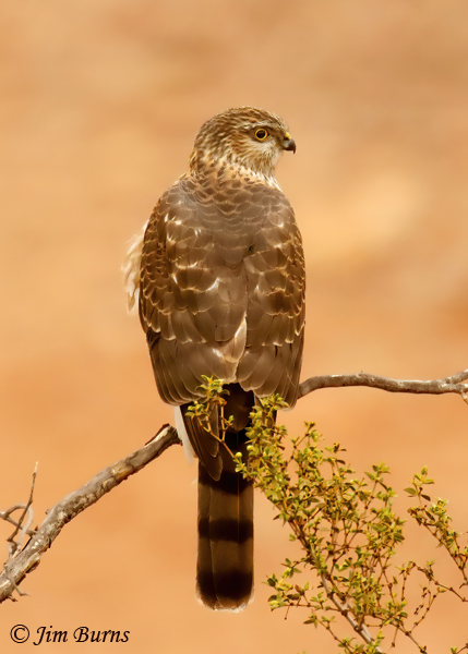 Sharp-shinned Hawk juvenile dorsal view--4955