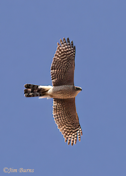 Sharp-shinned Hawk adult in flight--5292