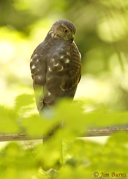 Sharp-shinned Hawk juvenile dorsal view-6253