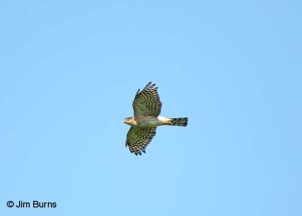 Sharp-shinned Hawk adult female in flight
