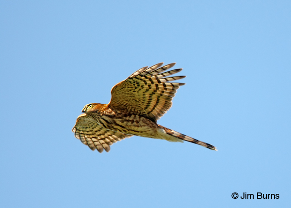 Sharp-shinned Hawk juvenile female in flight at sunset