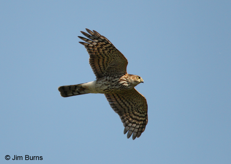 Sharp-shinned Hawk juvenile in flight