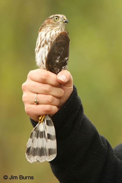 Sharp-shinned Hawk juvenile female popsicle