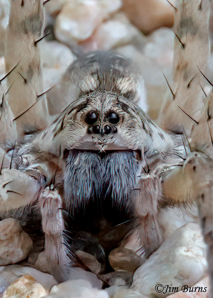 Shoreline Wolf Spider male face shot showing eye configuration, Arizona--9273